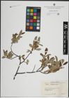 Foto von Salix lapponum L.